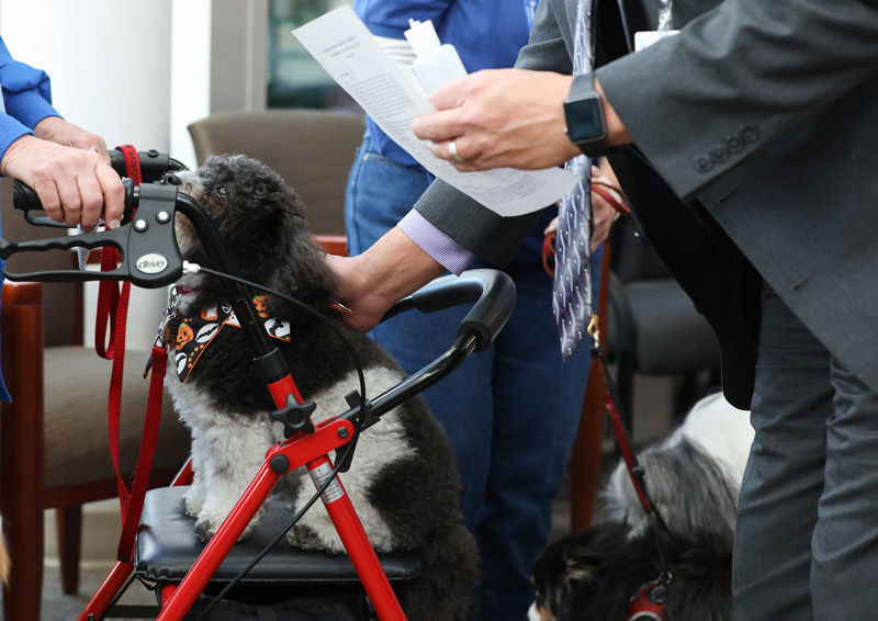 Blessing of the therapy dogs